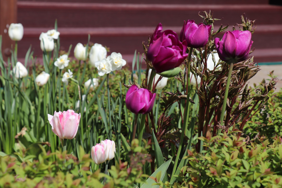 Весна 2020 Сосновые берега