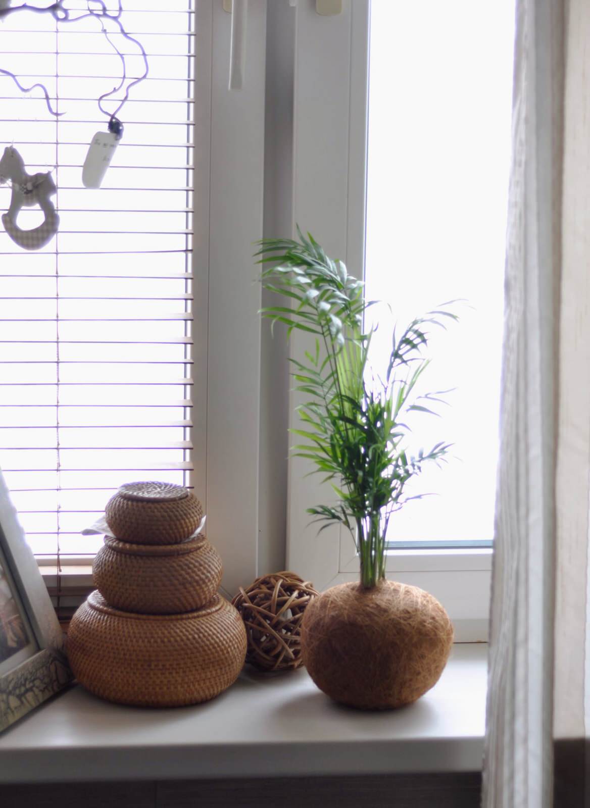 Кокедамы в интерьере