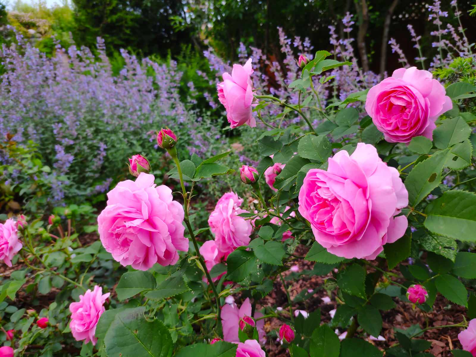 "Экспериментальный" сад любителя растений