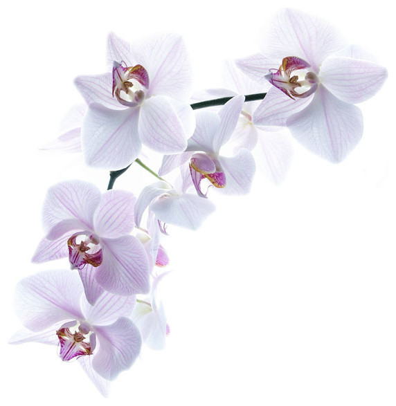 Фотопечать на потолках