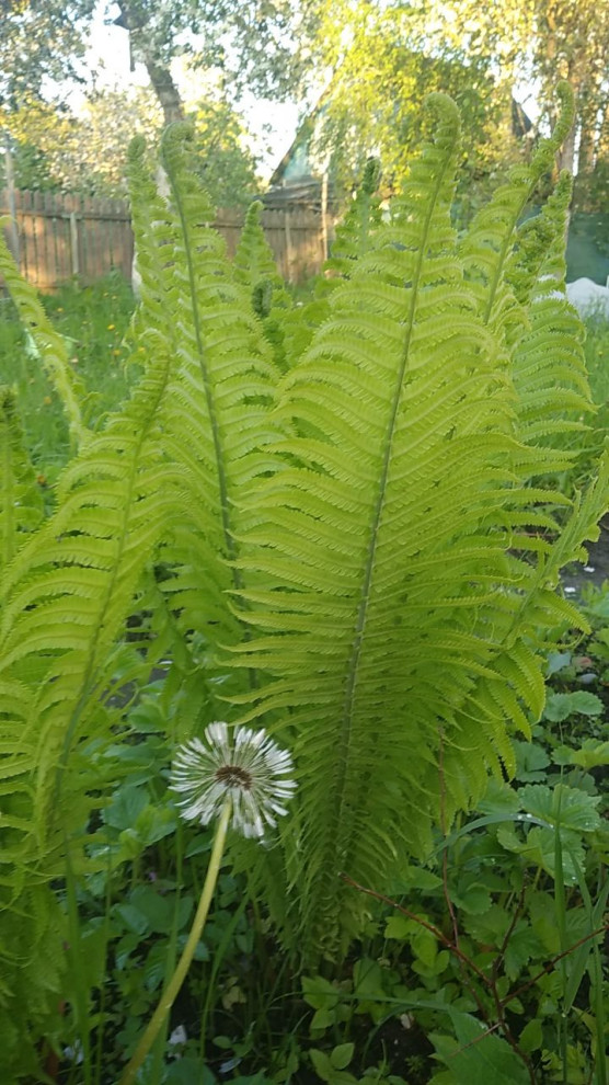 Фотокартина