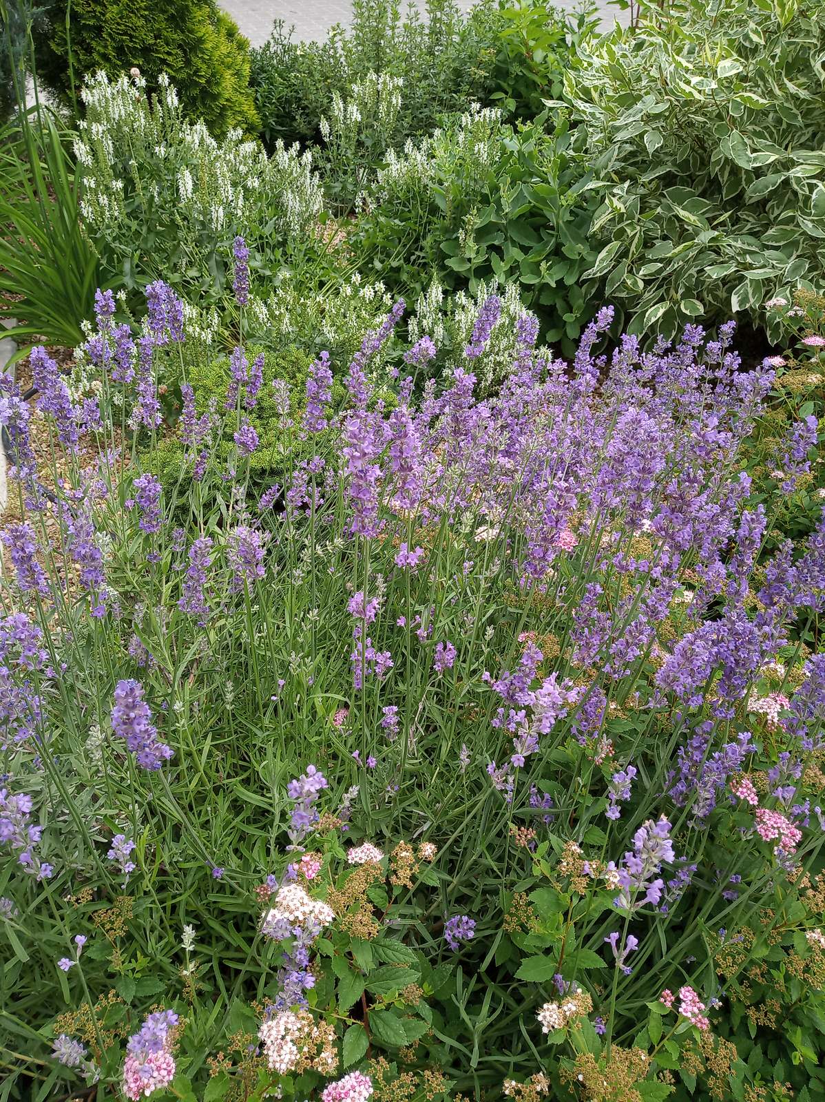 Сад в Рожновке