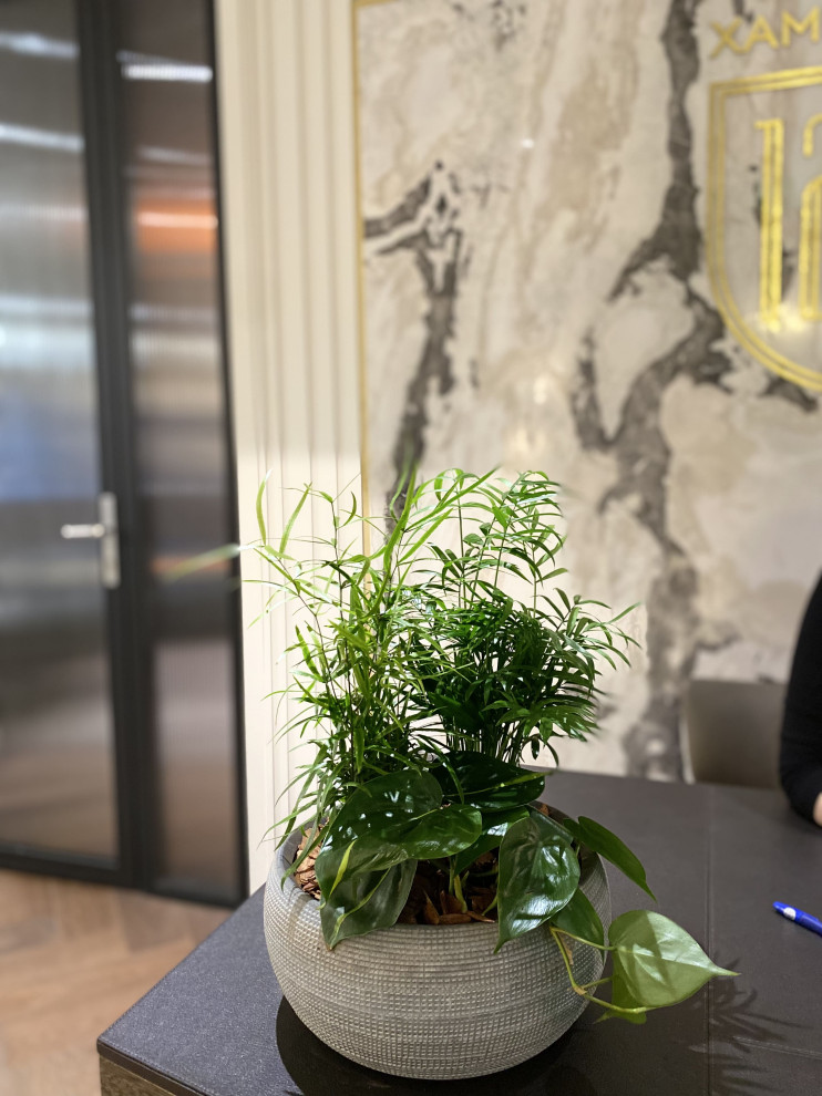 Обложка проекта: Озеленение интерьера