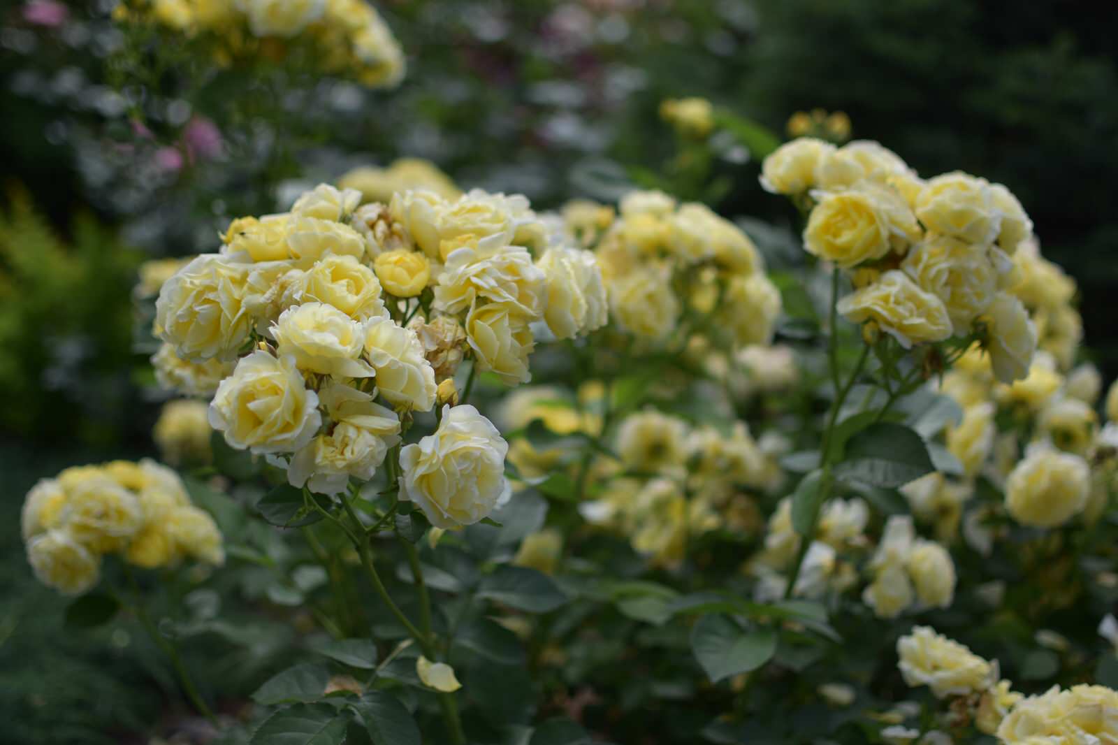 Сад в Карельском лесу