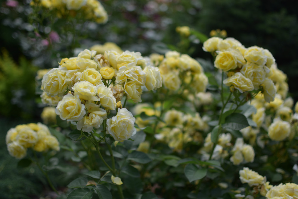 Сад в Карельском лесу