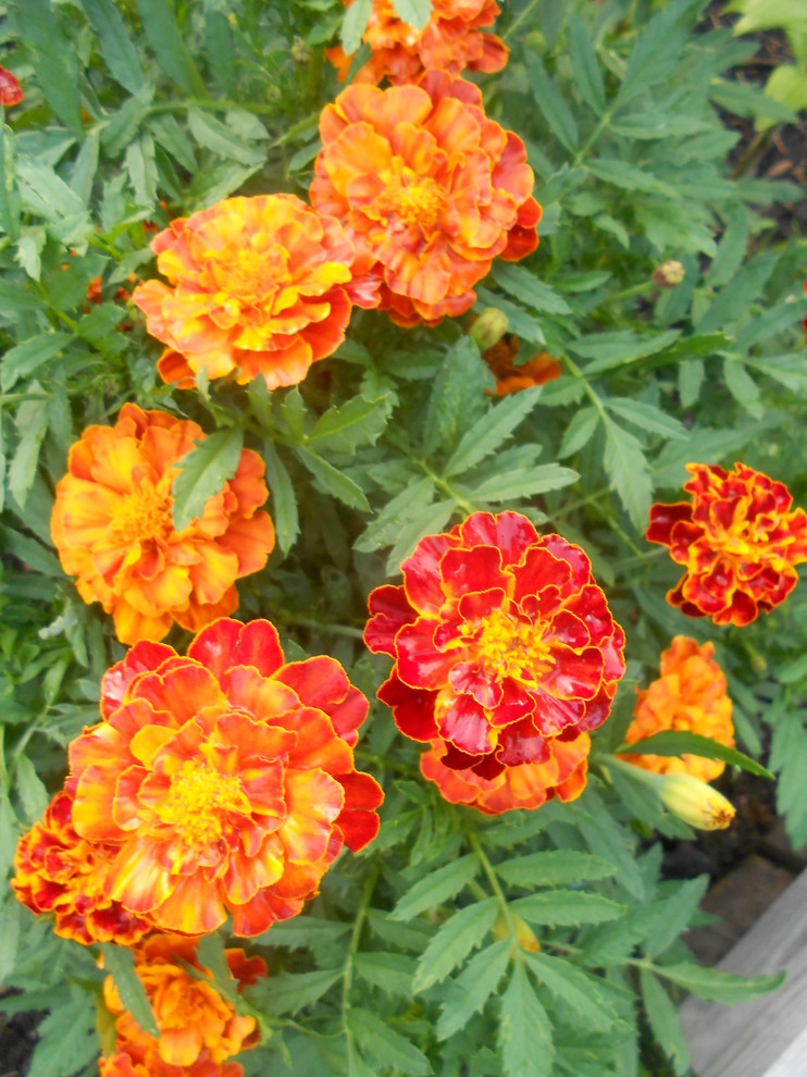 Одним цветом: Оформление участка в единой цветовой гамме