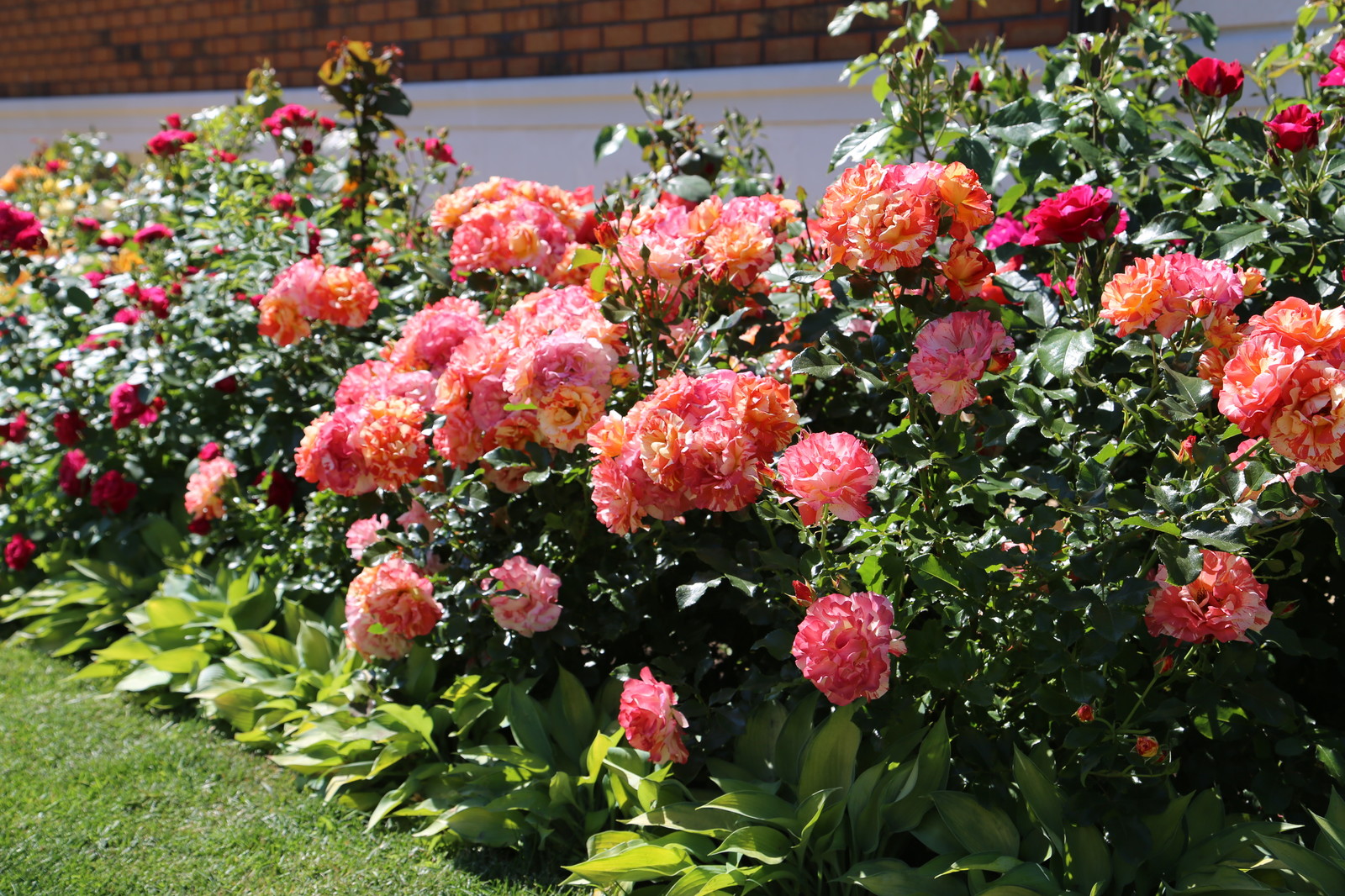 Розарии в садах NB-GARDEN