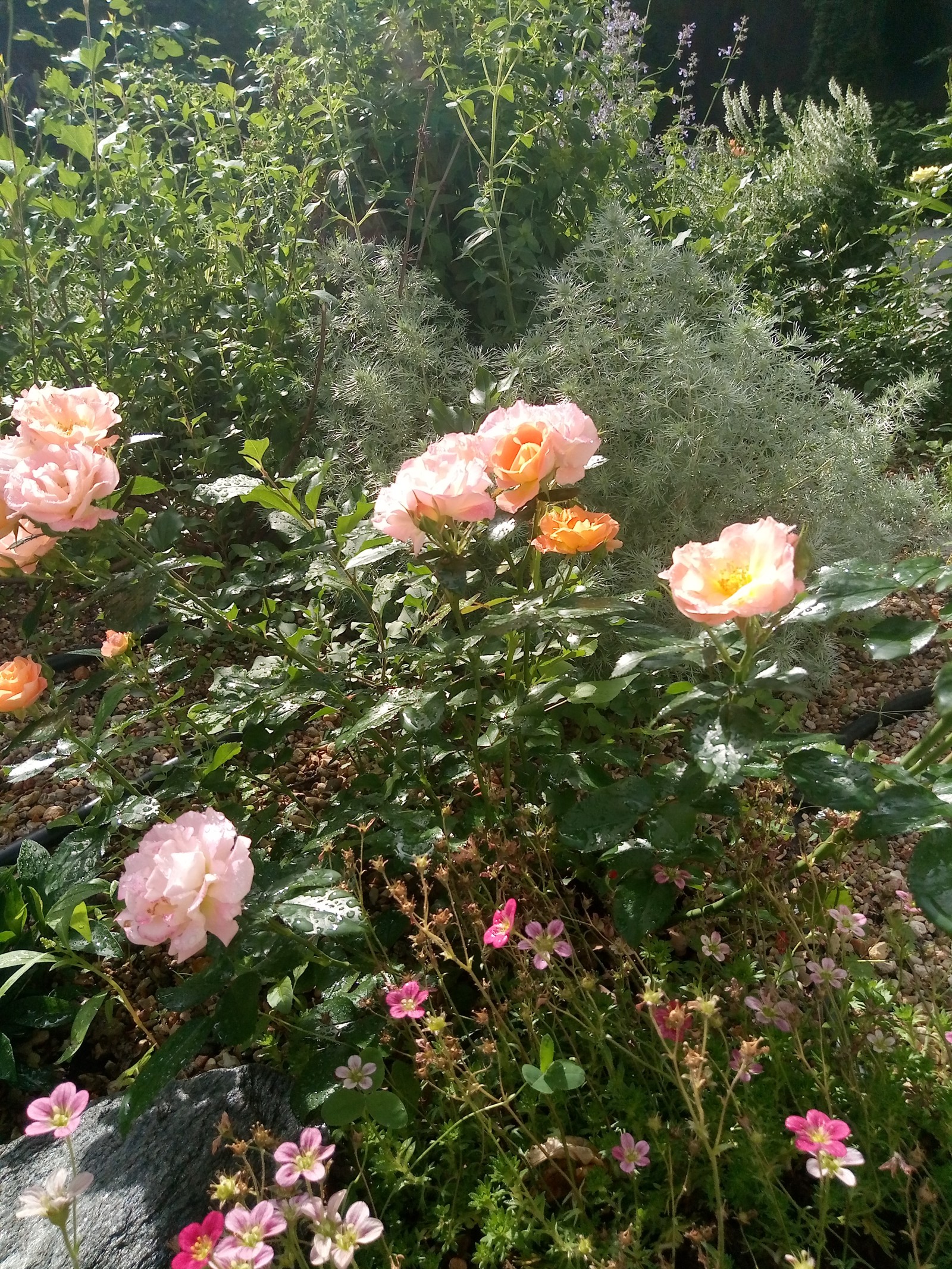 Сад в Рожновке