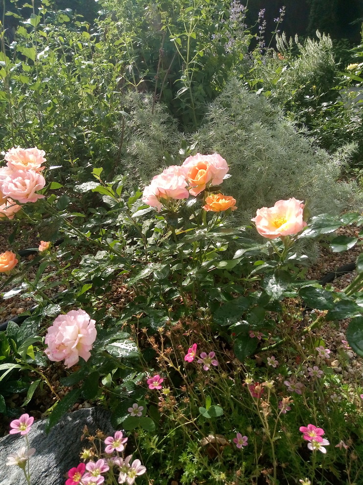 Сад в Рожновке