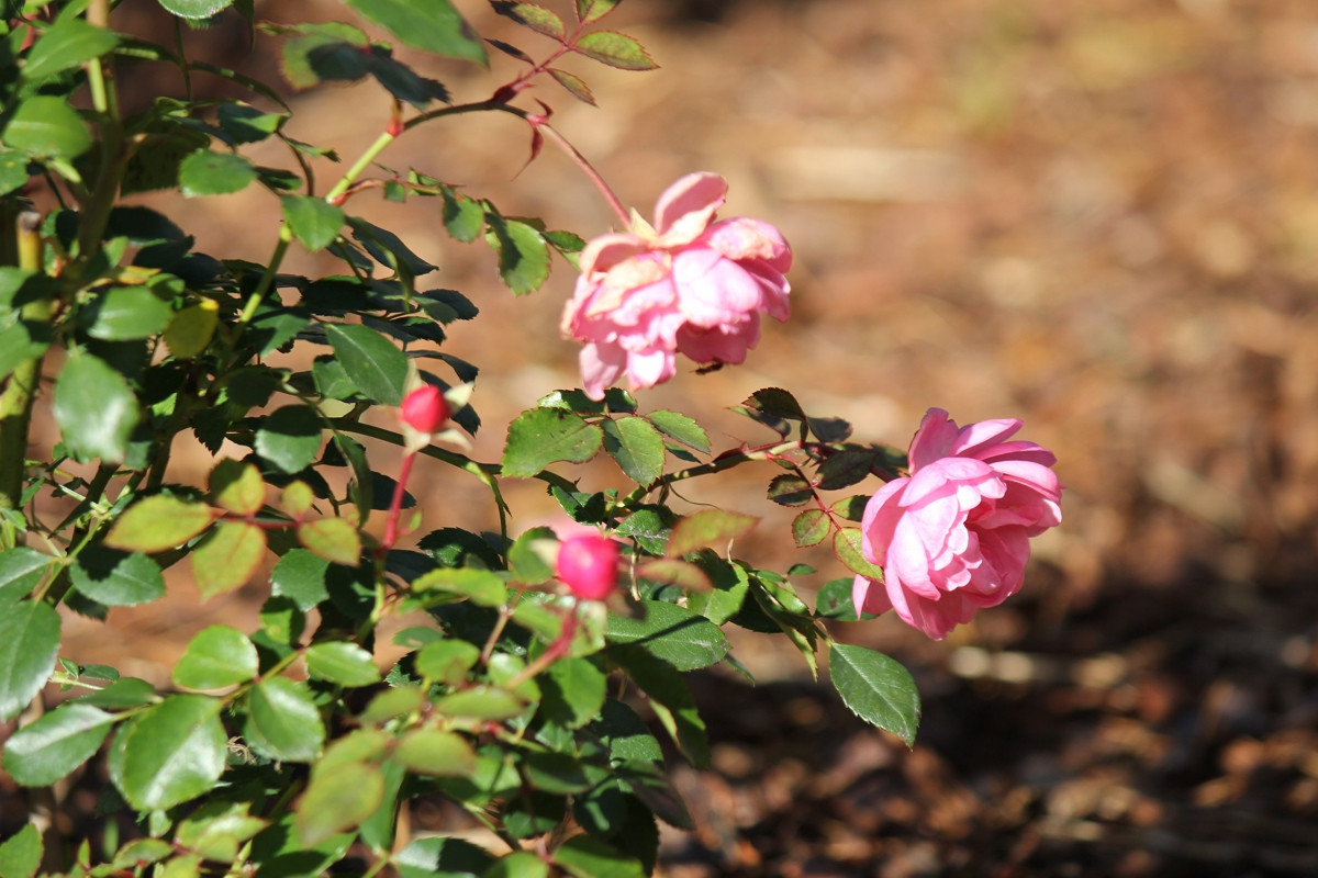 Особый статус