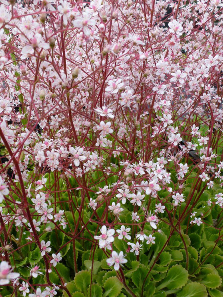 Сад с ручьем В Новогорске 2009 г