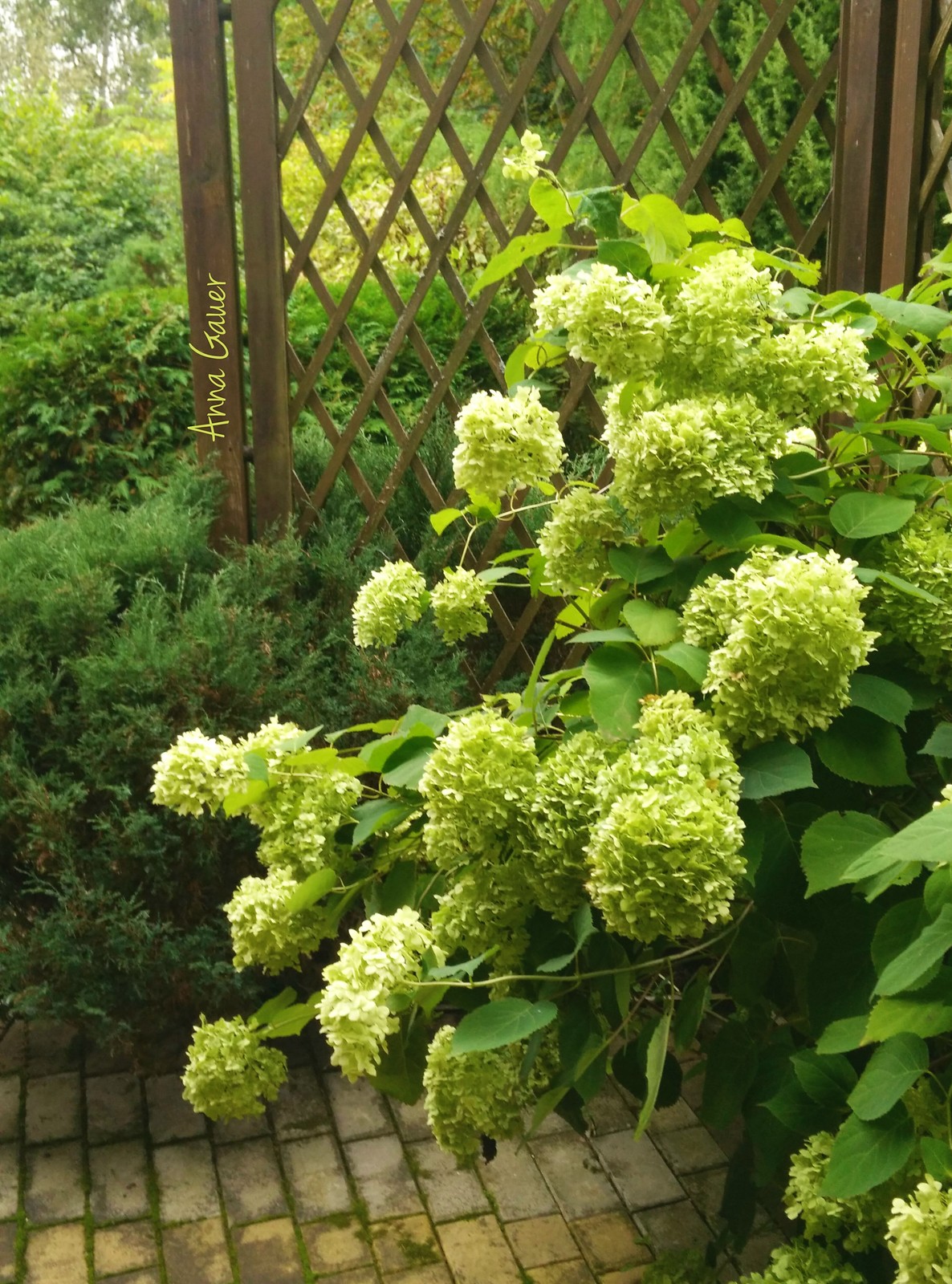 Обложка проекта: Плодовый сад