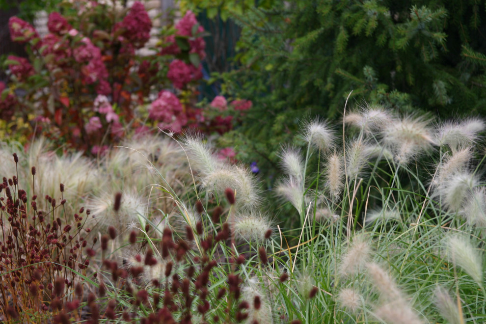 Сад  коллекционера