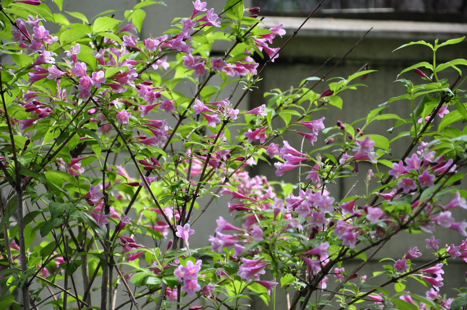 кп. "Архангельское" - Уход за садом - 100% качество!