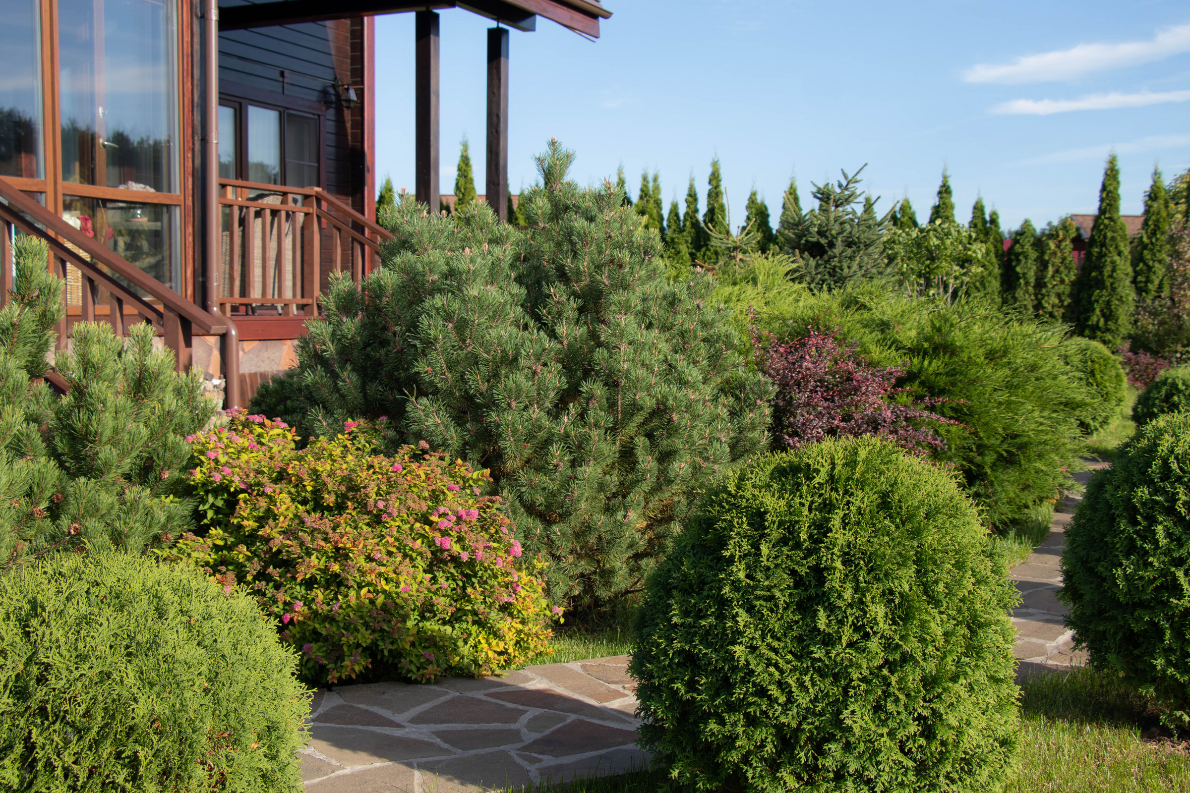 Сосновые берега