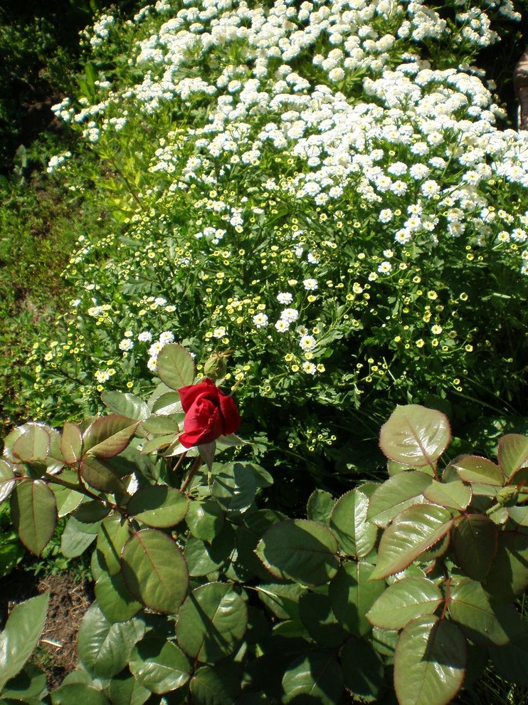 Розы в саду: Выбор места и посадка