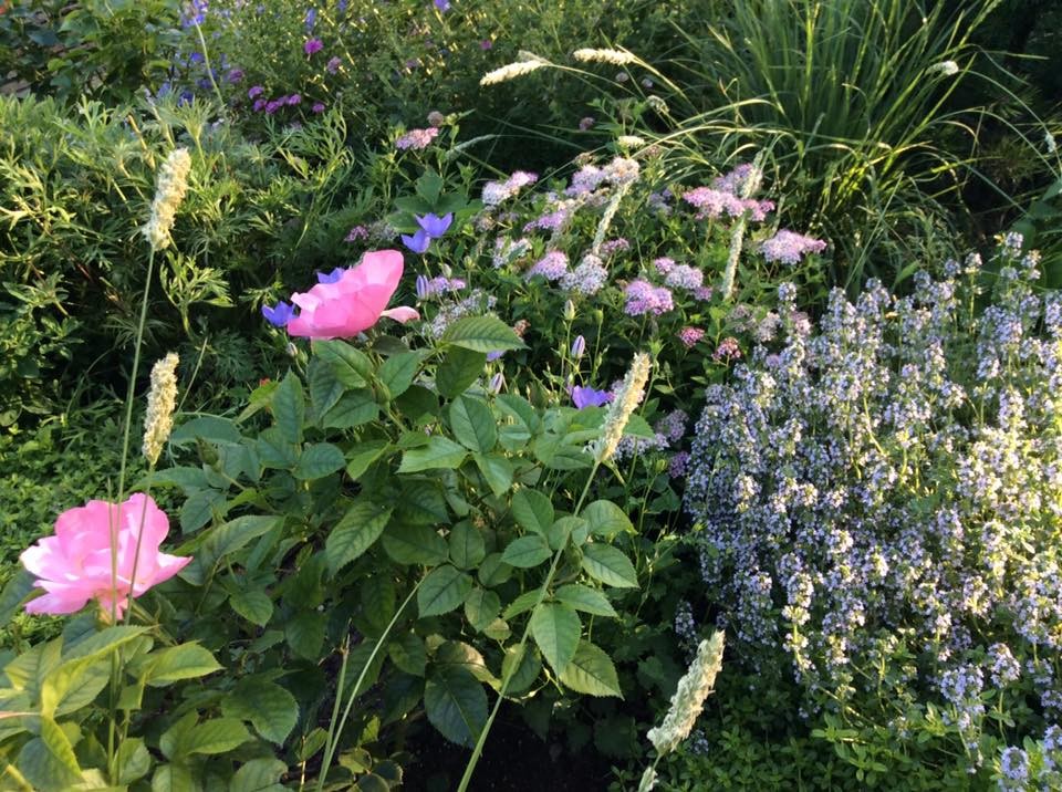 САДИК НА ЛАДОШКЕ (АЛЕНЬКИЙ ЦВЕТОЧЕК)