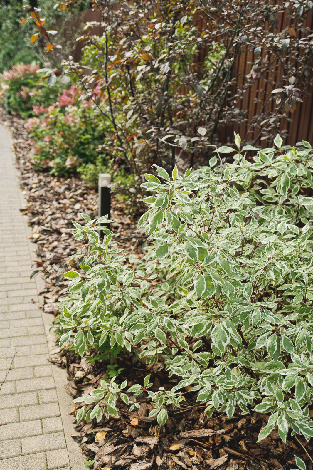 Обложка проекта: Сад на краю леса