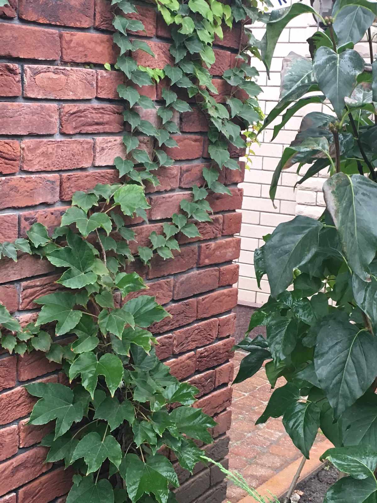 Сад в большом городе...