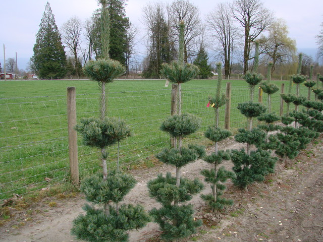 Как правильно: Заказывать растения в европейских питомниках