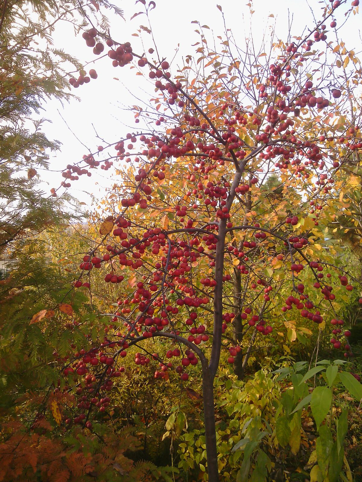 Наш собственный сад