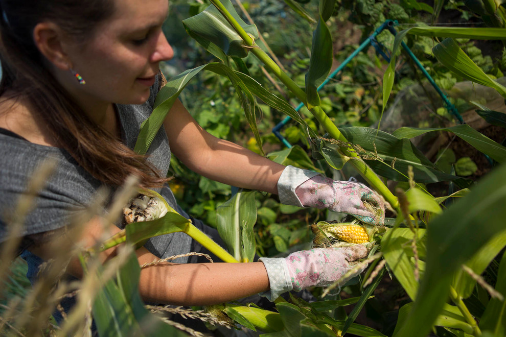 Мир дизайна: 10 огородников-любителей показывают урожай со своих грядок