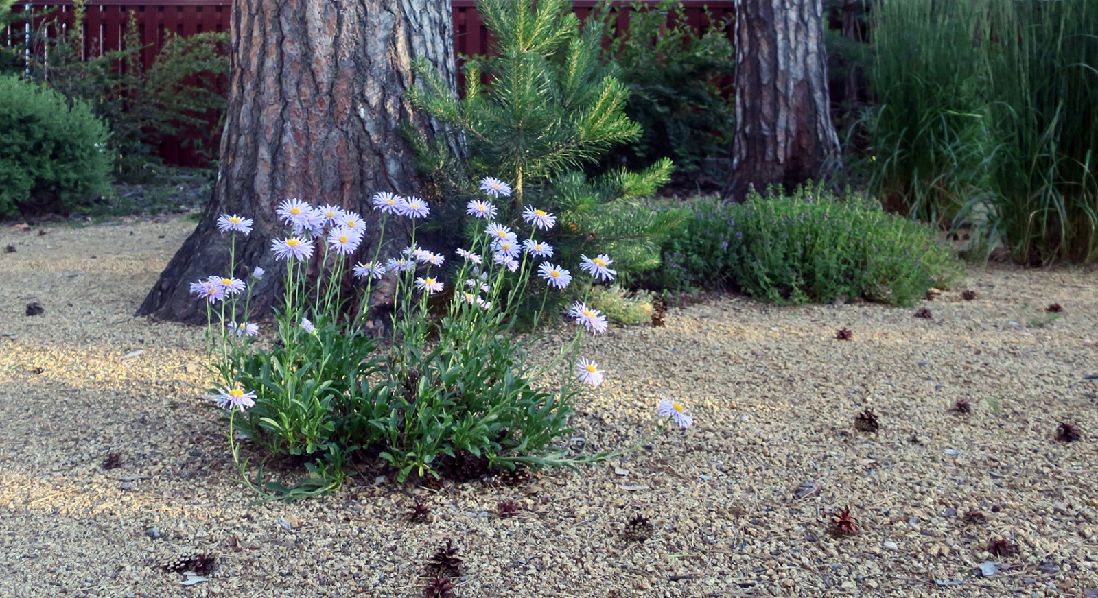 Маленький сад между большими соснами.