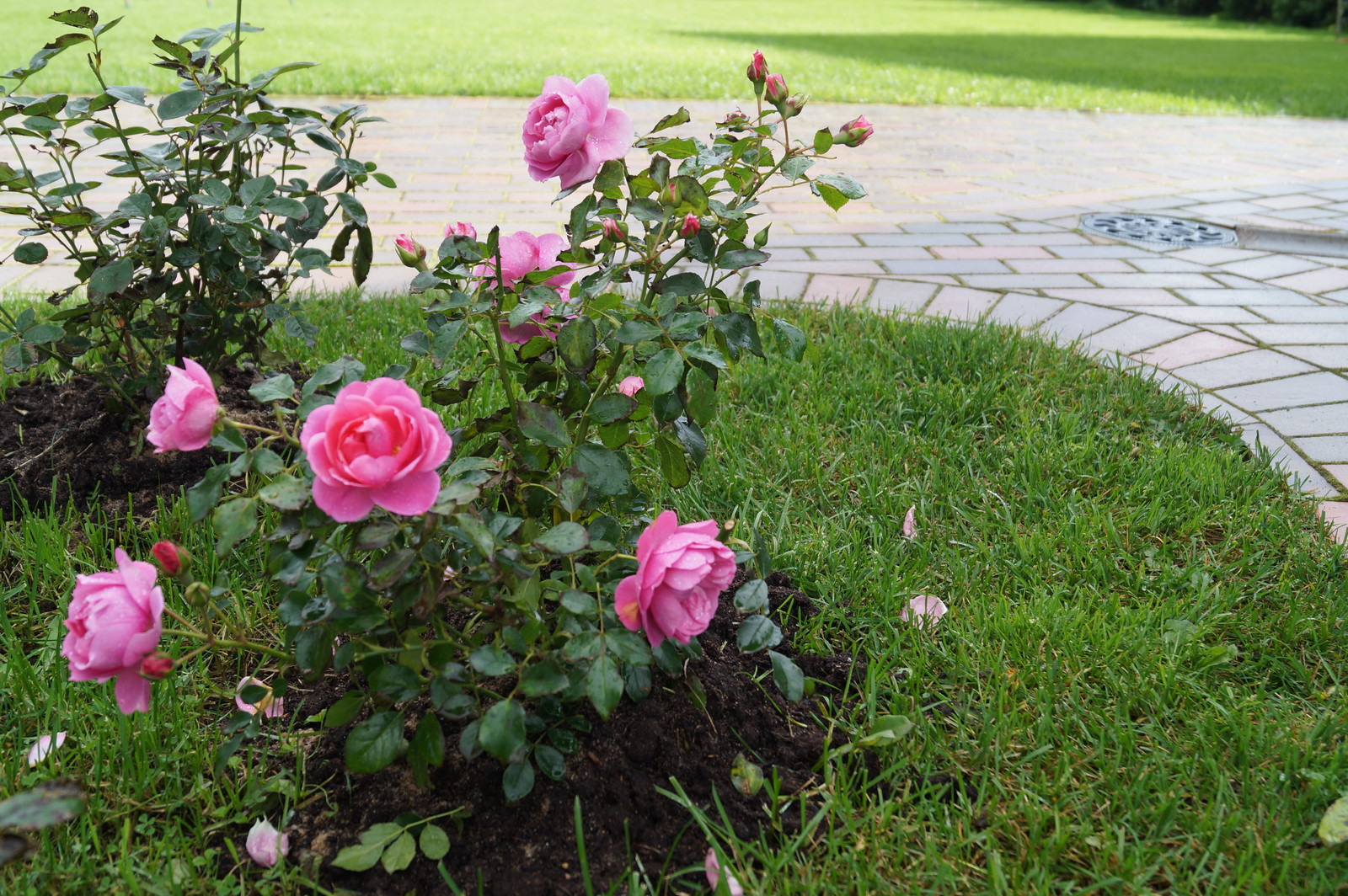 Наталья Столярова