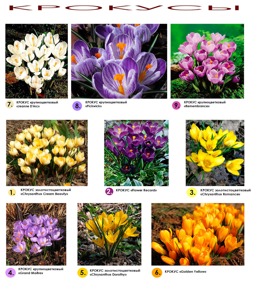 Проект дизайна участка - видеоряд -  весеннецветущие луковичные - крокусы.