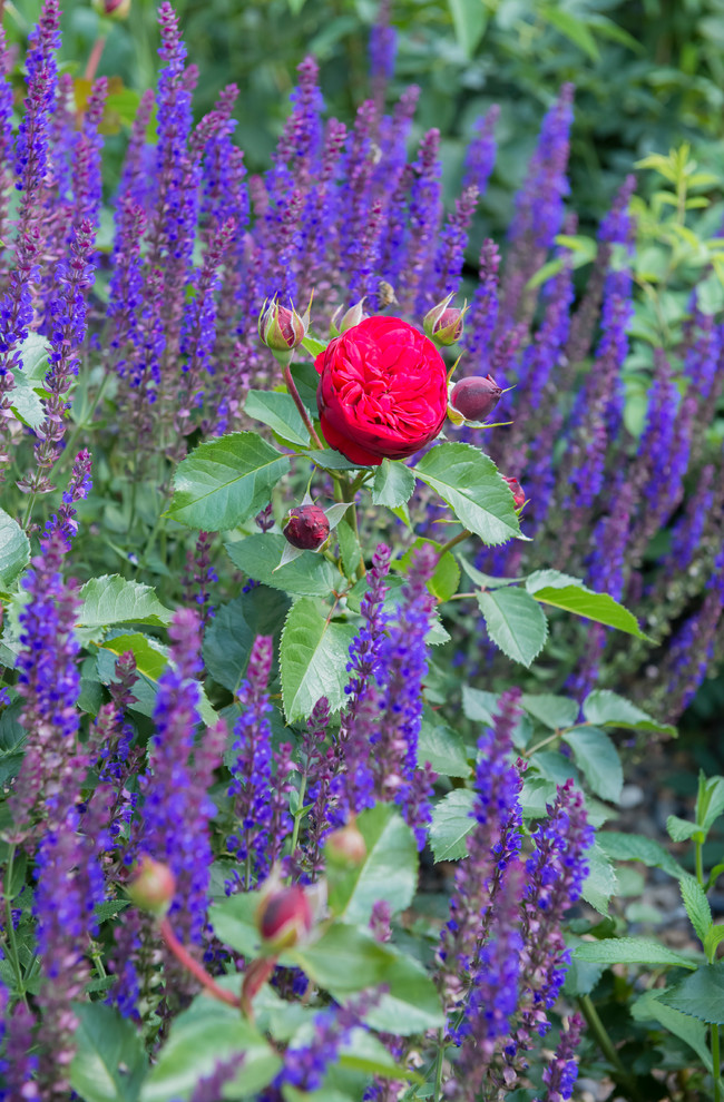 Большой сад в пригороде