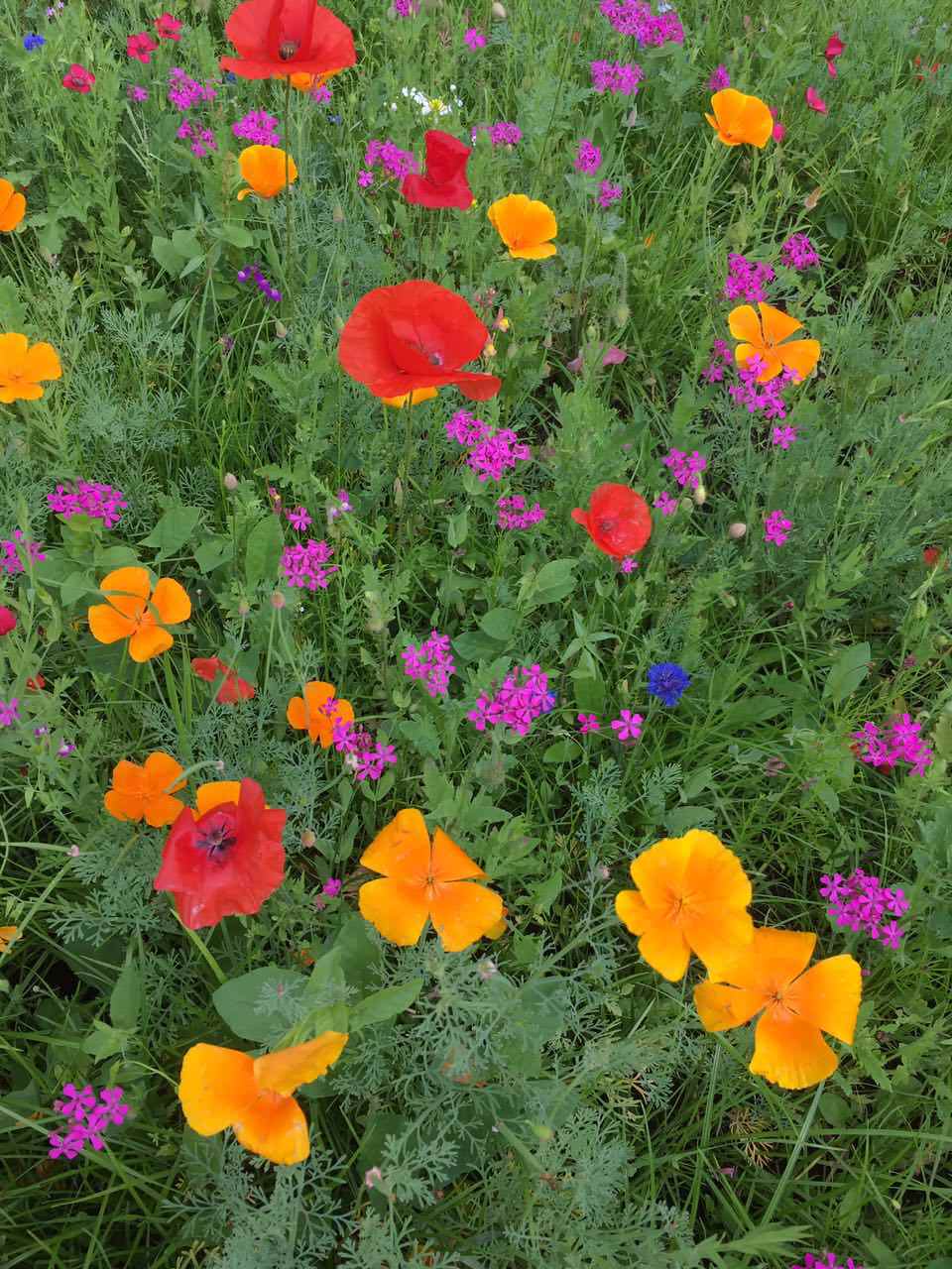 озеленение частной территории