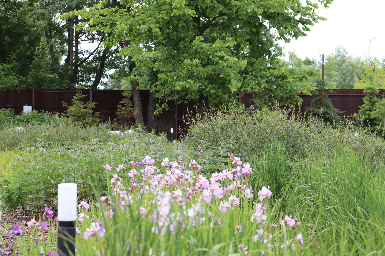 WB Берег пруда (май,июнь)