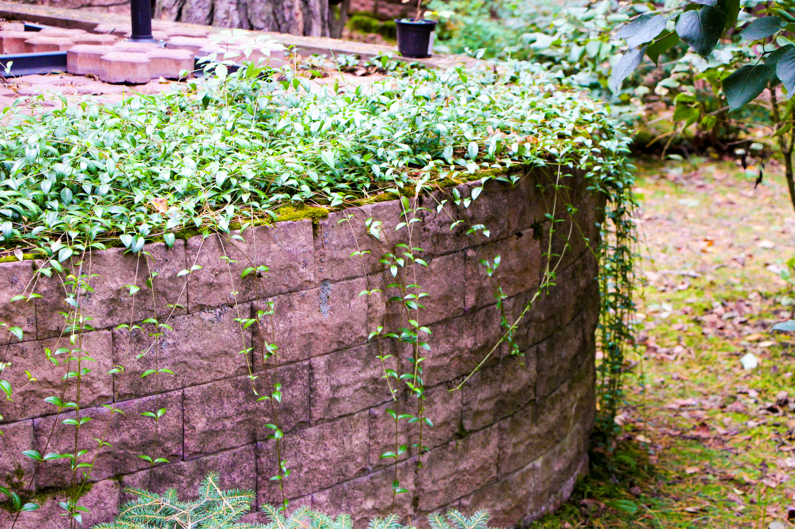 Баковка, 2018 г.