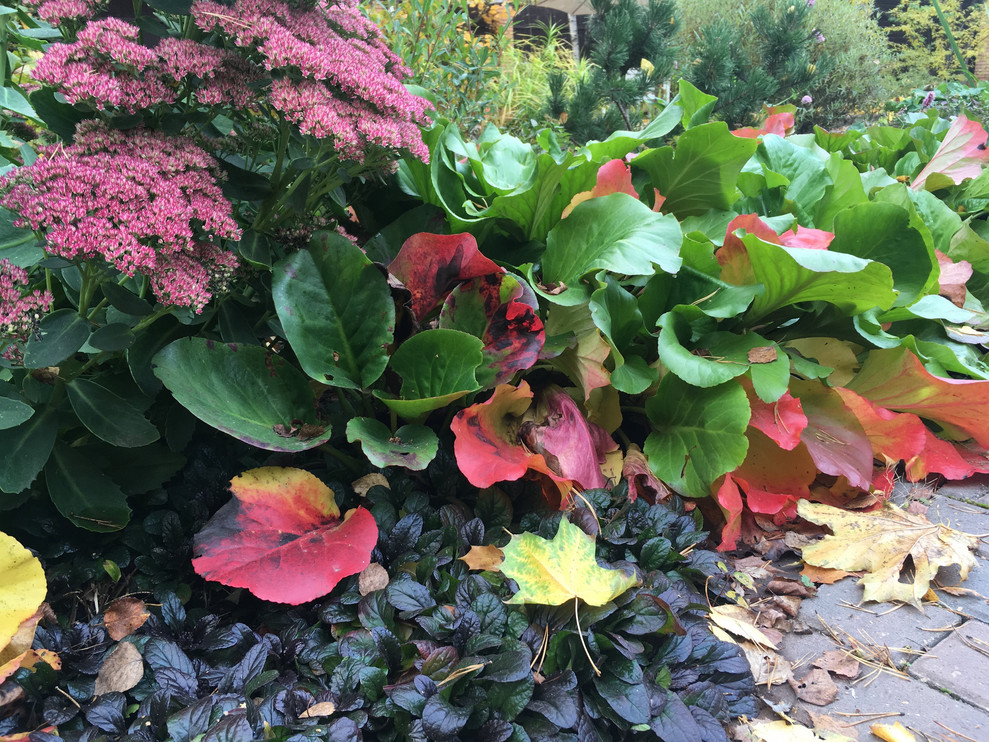 Белкин сад. Осень 2019