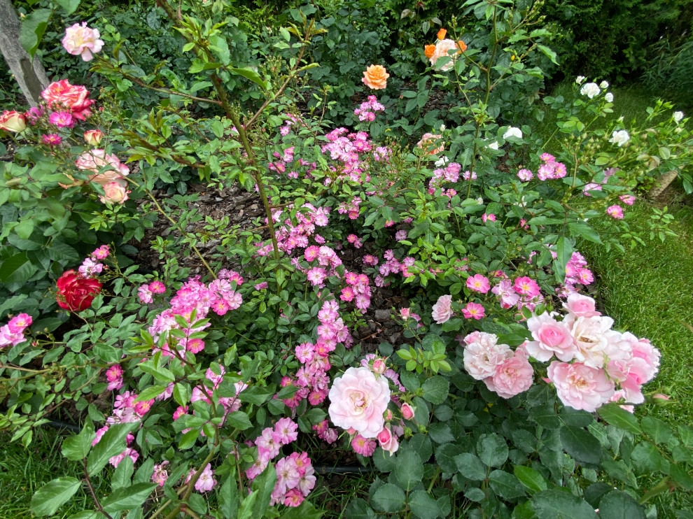 КП Пестово "Evergreen'