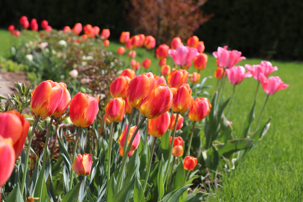 Весна 2020 Сосновые берега