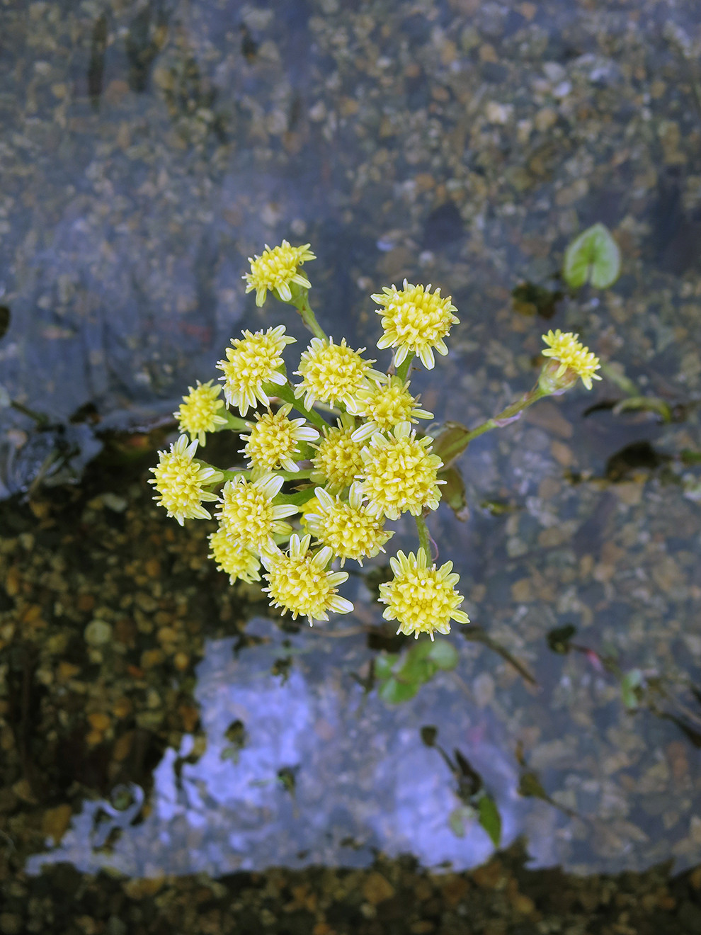 Сад с геометричным водоемом