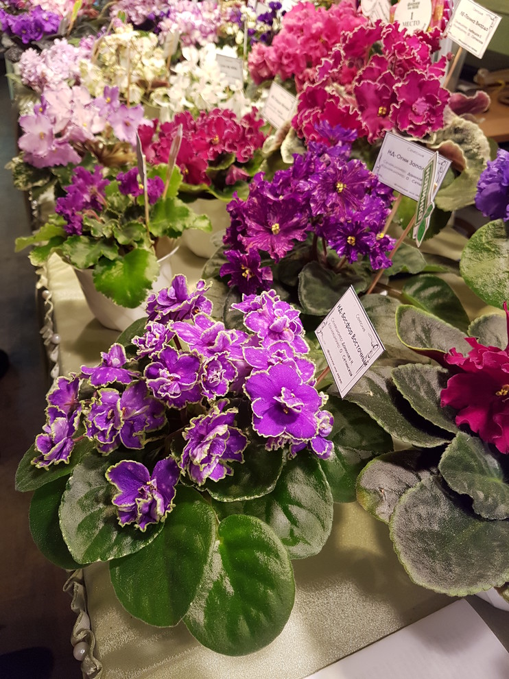 Растение месяца: Сенполия на подоконнике