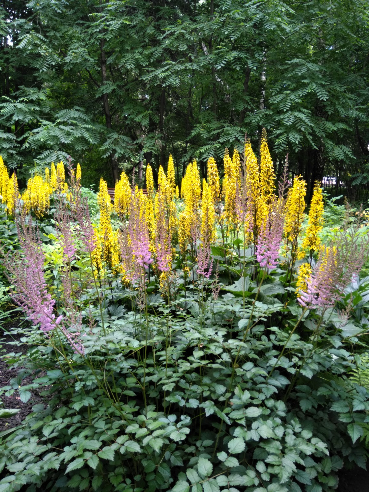 Как правильно: Сделать цветник из многолетников на скорую руку