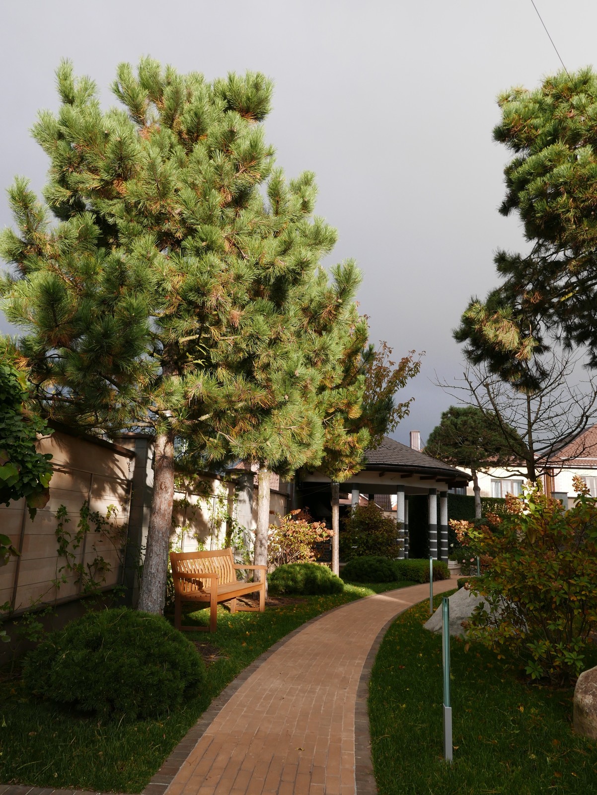 Итальянский сад с пиньями в городе