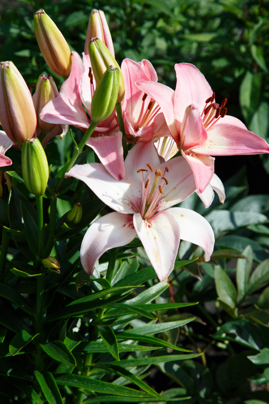 Портреты растений