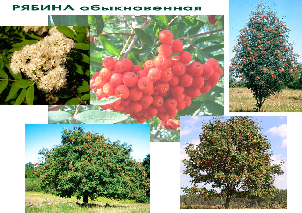 Ландшафтный дизайн участка -  РЯБИНА обыкновенная.