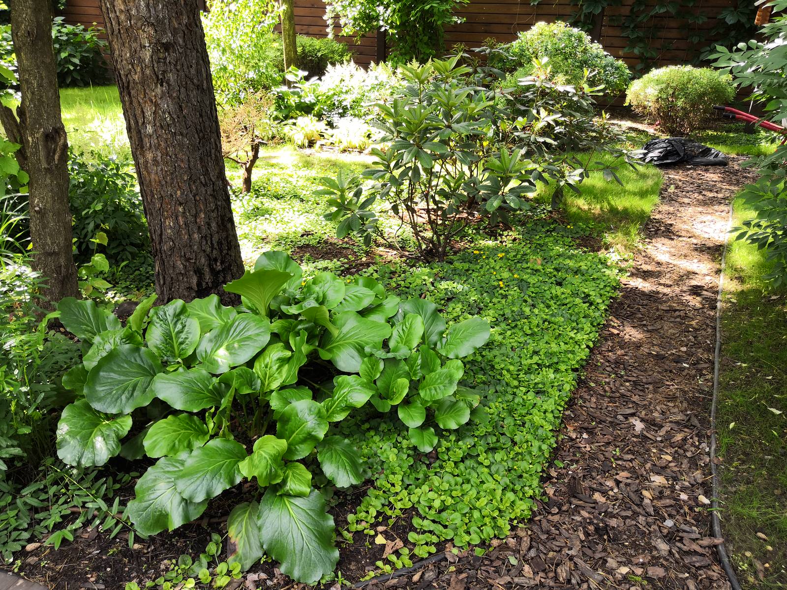 12 сот в лесу