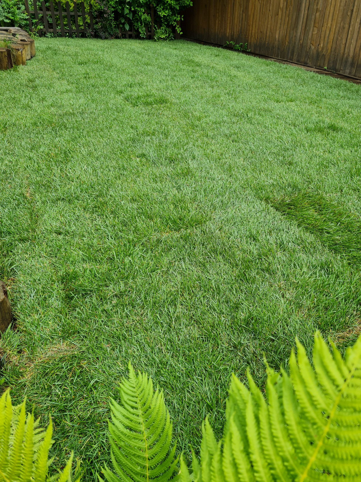 Рулонный газон Красноярск