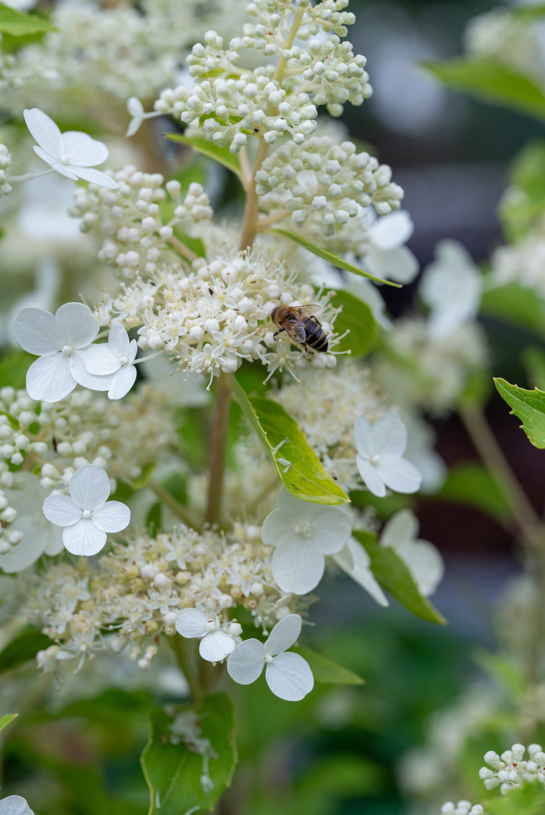 Фотосъемка Сада   по  Метрелинку на MFS 2019 Авторы М,Береснева М. ПРИНТЦ