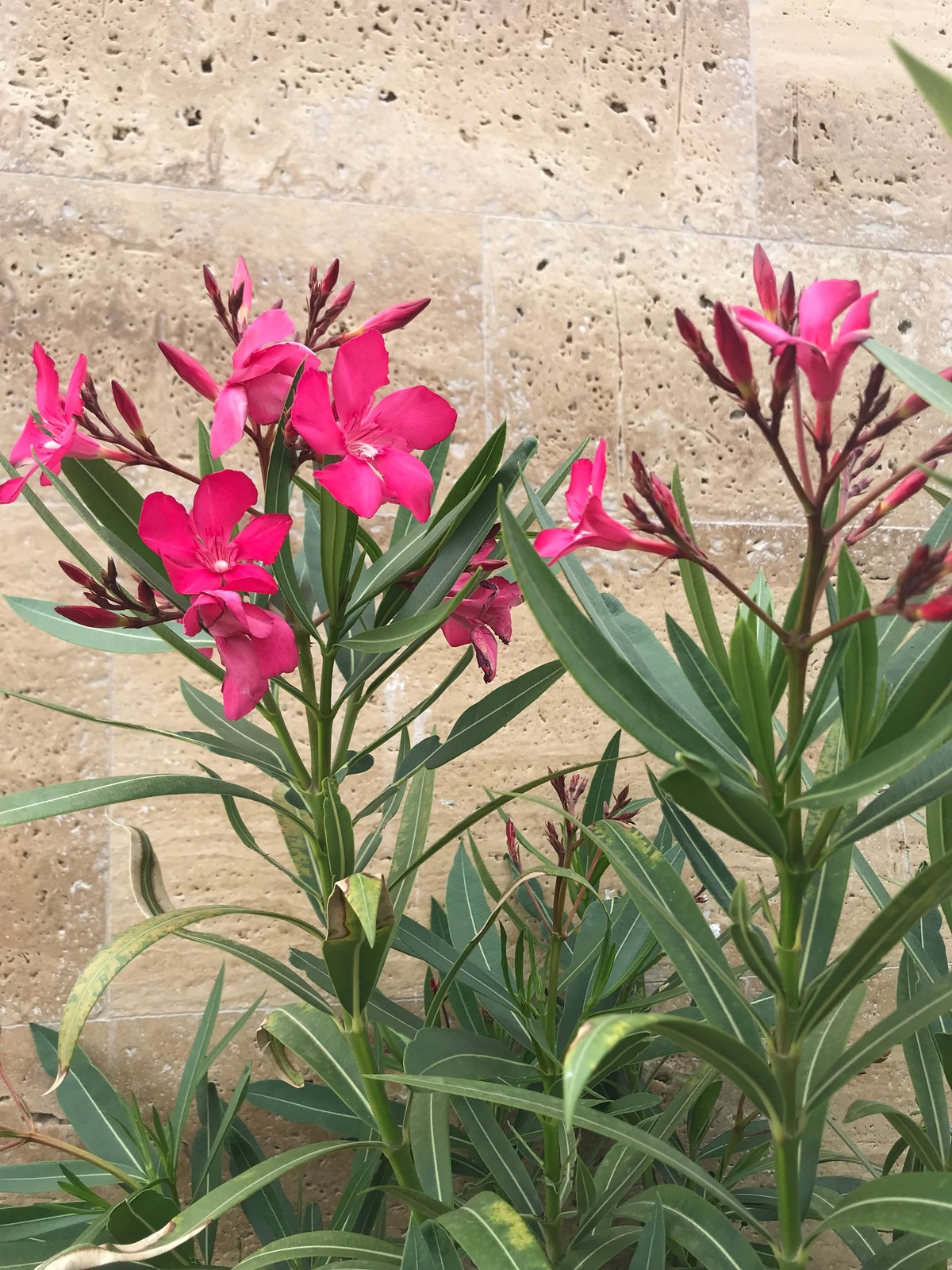 Пентхаус в Сочи