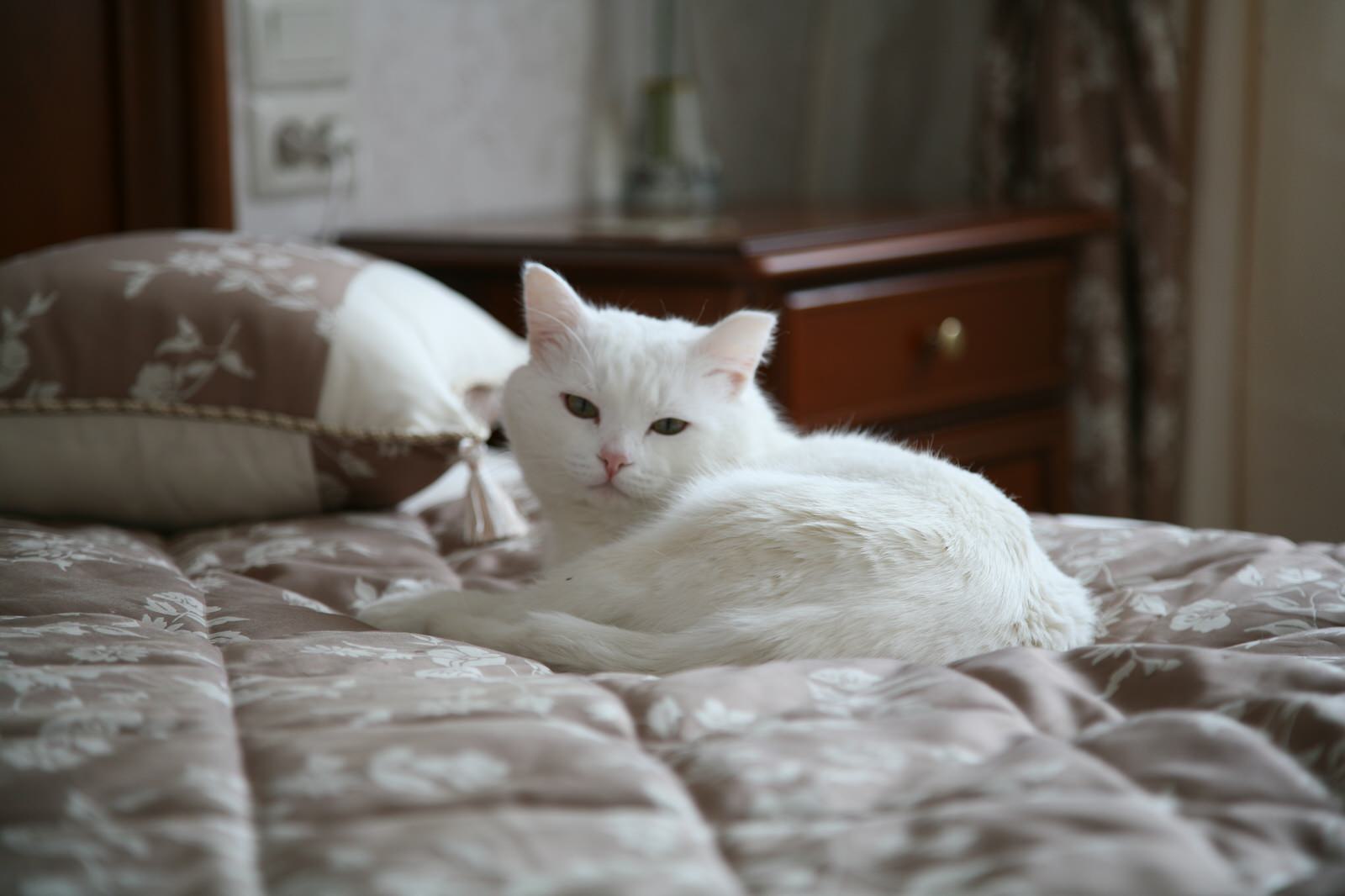 Квартира 142 кв. м. (Кемерово, 2008 год)