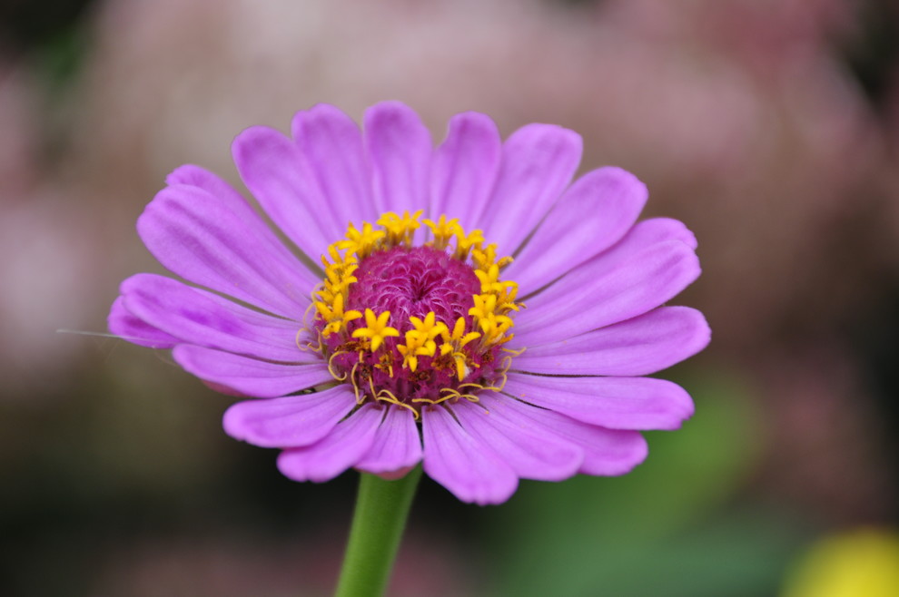 д. Косово - Уход за садом - 100% качество