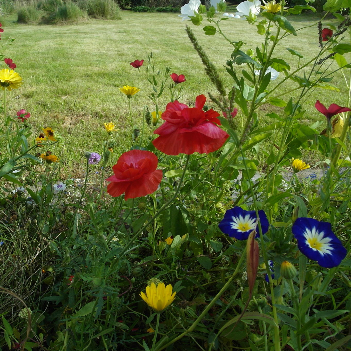 Что-то с чем-то: Как создавать композиции из растений