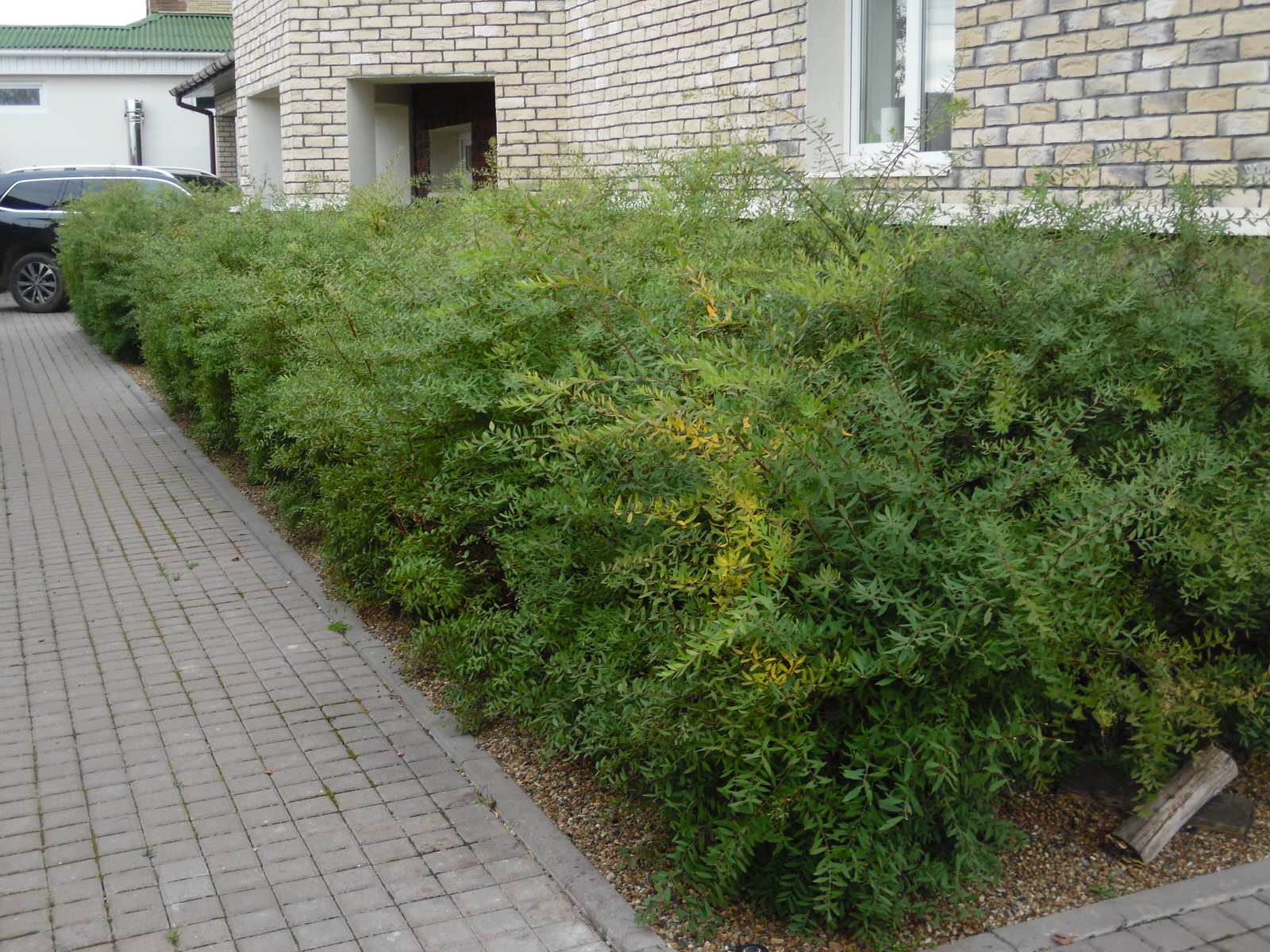 Обложка проекта: Идеи для современного сада.